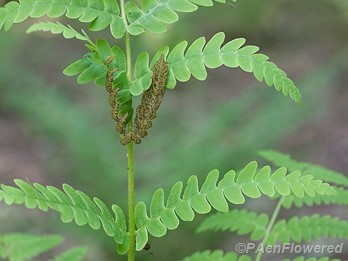 Sporangia and pinnae